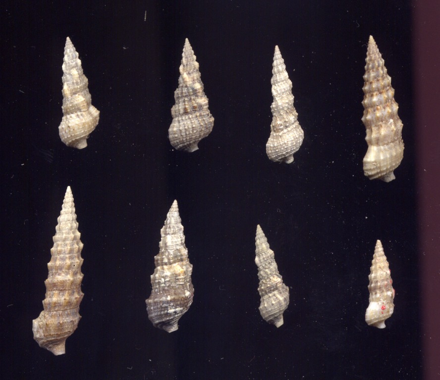 Cerithium protractum